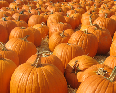 Kids Lee County and Charlotte County: Pumpkin Patches - Fun 4 Fort Myers Kids