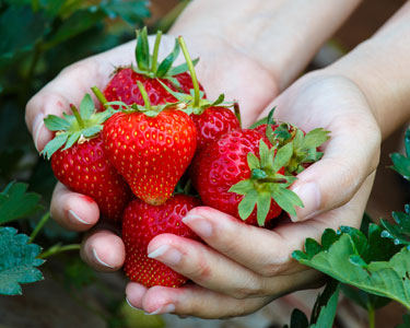 Kids Lee County and Charlotte County: Strawberry U-Pick Farms - Fun 4 Fort Myers Kids