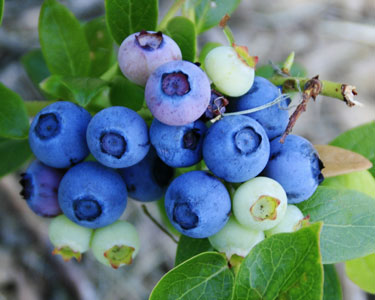 Kids Lee County and Charlotte County: Blueberry U-Pick Farms - Fun 4 Fort Myers Kids