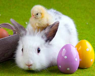 Kids Lee County and Charlotte County: Easter Bunny Events - Fun 4 Fort Myers Kids