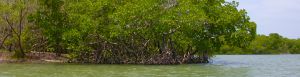 Big Hickory Island Preserve.jpg