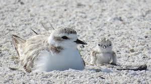 shorebirds.jpg