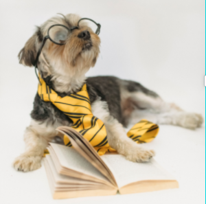 dog with book and glasses_0.png