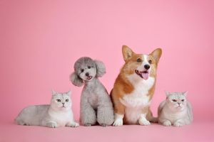 pets-3715734_150.jpg