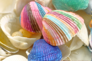 shells.png