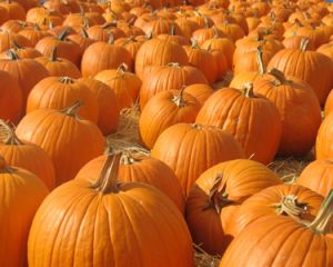 Visit a Pumpkin Patch!