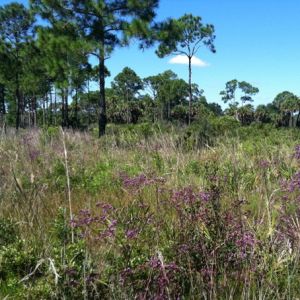 Carlton Reserve - (T. Mabry Carlton, Jr. Memorial Reserve)