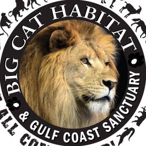 Sarasota - Big Cat Habitat and Gulf Coast Sanctuary