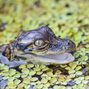 Charlotte Harbor Environmental Center