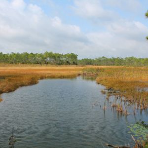 Charlotte Flatwoods Environmental Park