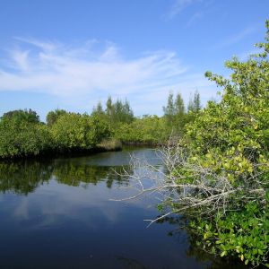 Curry Creek Preserve