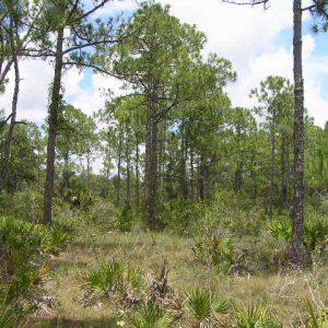 Sleeping Turtles Preserve South