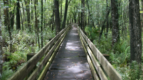 Six Mile Cypress Slough Preserve