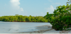 San Carlos Bay - Bunche Beach Preserve