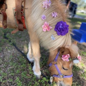 Daisy's Pony Parties