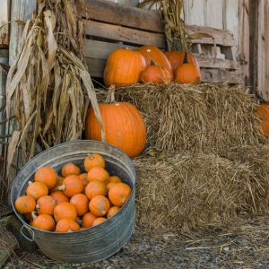 Pioneer Pumpkin Palooza at Collier County Museum