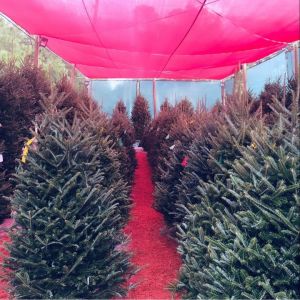 Davenport Nursery Christmas Trees