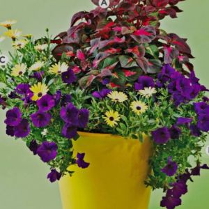 05/11 Mother's Day Brunch at A Vermont Touch Florist