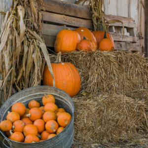 10/11 Immokalee Pioneer Museum At Roberts Ranch Pioneer Pumpkin Palooza