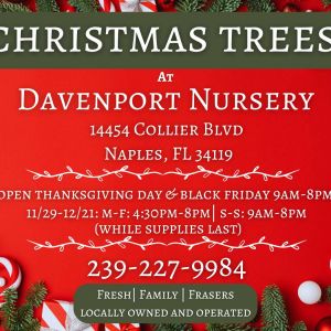 Davenport Nursery Christmas Trees