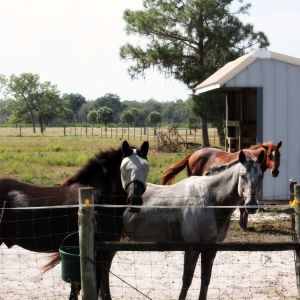 Spartan Stables Summer Camp